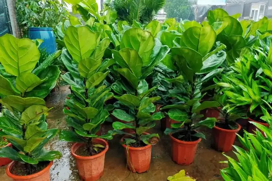 Lớp màng giảm tiếng ồn được hình thành bởi kích thước lớn và mịn của lá bàng