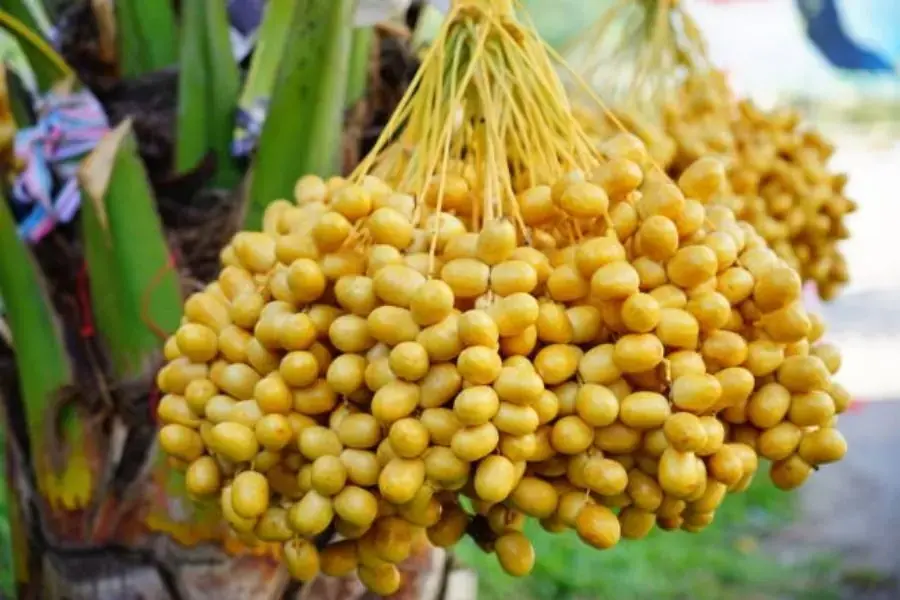 Chà là tươi