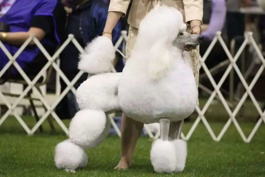 Tạo hình English Saddle Cut cho chó Poodle đem đến diện mạo sang chảnh.