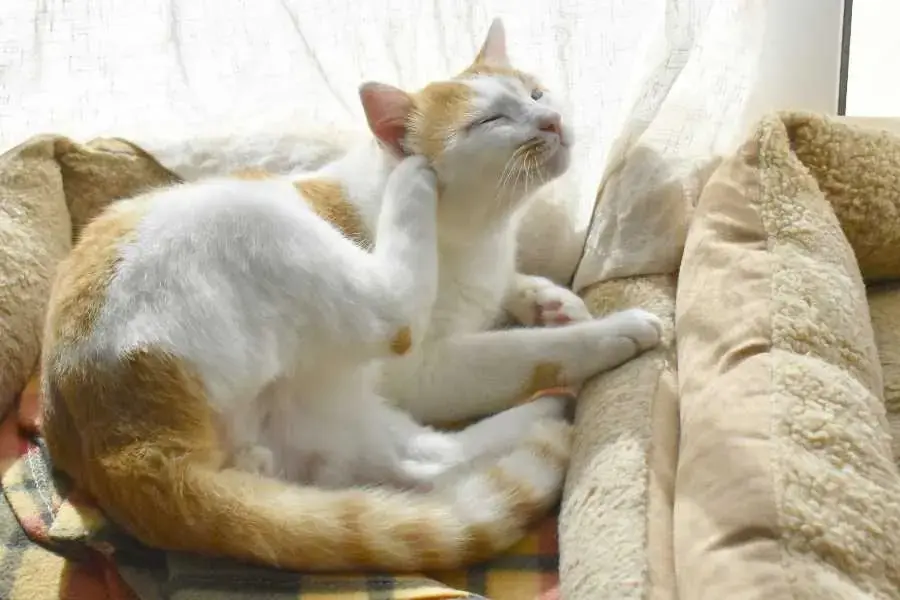 Mèo có thể phản ứng dị ứng với các sản phẩm chăm sóc cá nhân.