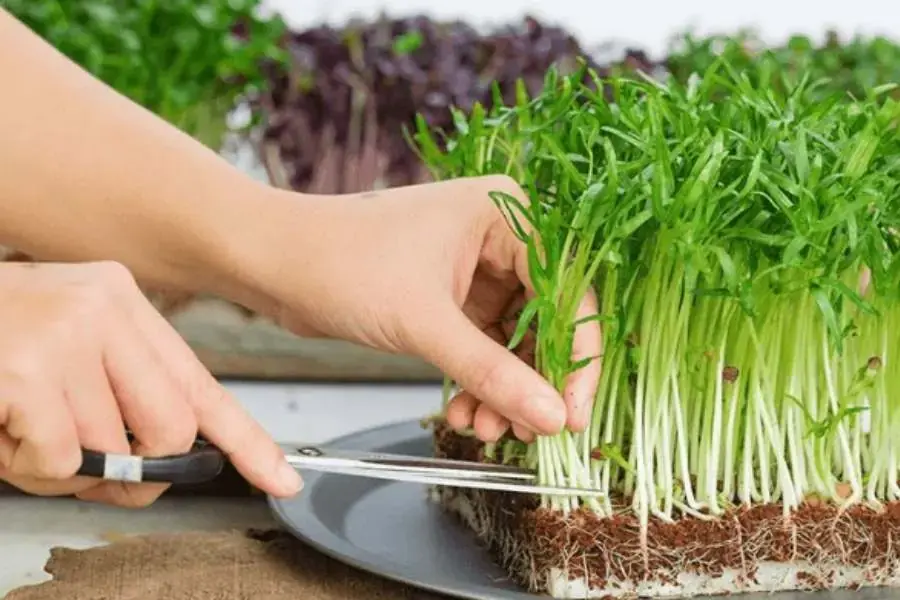 Khi thấy rau mầm phát triển đủ dài là có thể thu hoạch.