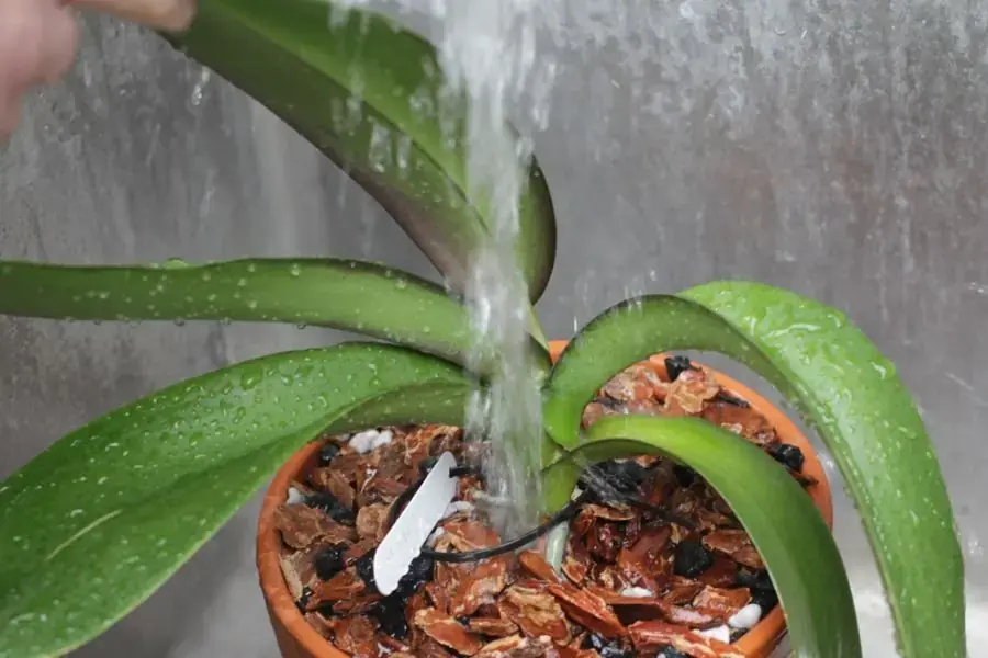 Vào mùa hè lan hồ điệp cần được tưới nước từ 2-3 ngày một lần.