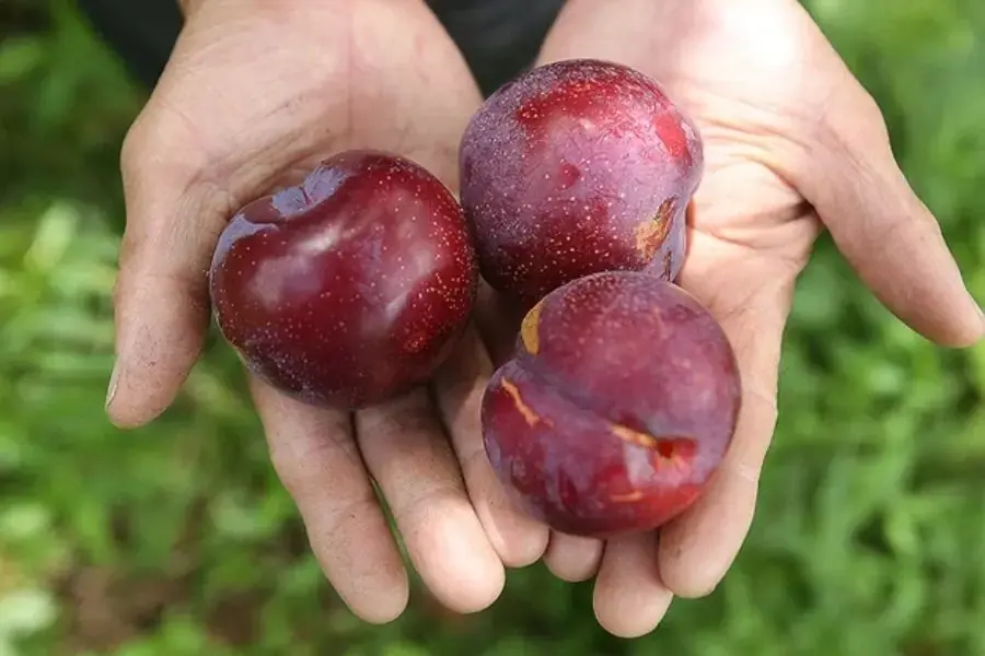 Mận Hà Nội ( nguồn: Sức khoẻ hằng ngày)