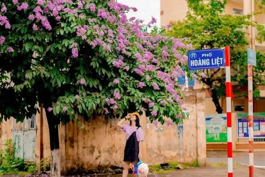 Bằng Lăng tím trồng phổ biến trên các tuyến phố tại đô thị.