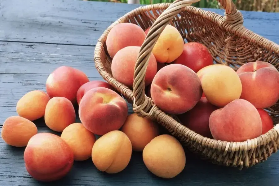 Quả đào có thể làm giảm các triệu chứng dị ứng