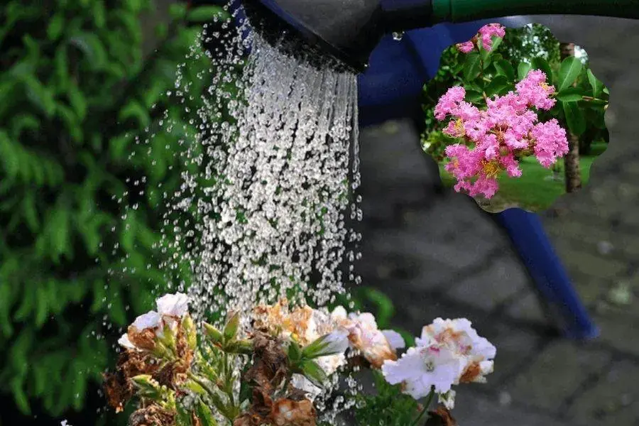 Thường xuyên tưới nước cho Bằng Lăng, để đảm bảo đủ độ ẩm.
