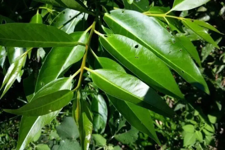 Cây lá vối có tác dụng giảm bỏng rát trong y học dân gian