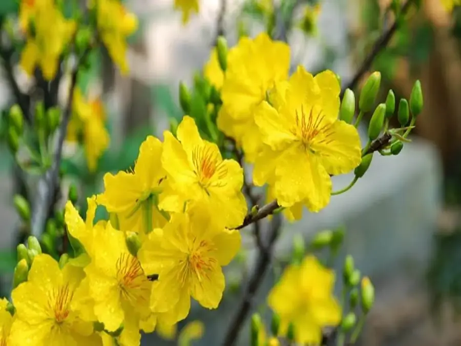 Cây mai tụ hợp đủ những màu sắc may mắn của ngày Tết.