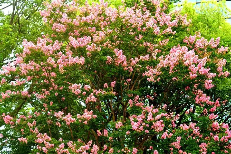 Những cây Tường Vi cao lớn và lâu năm tuổi.