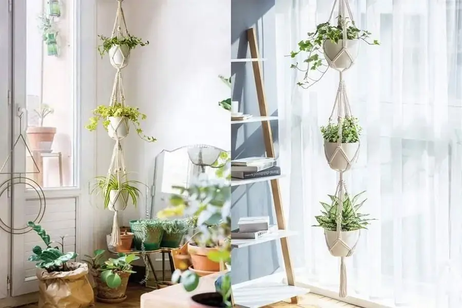 Lựa chọn cây xanh phù hợp với ngôi nhà