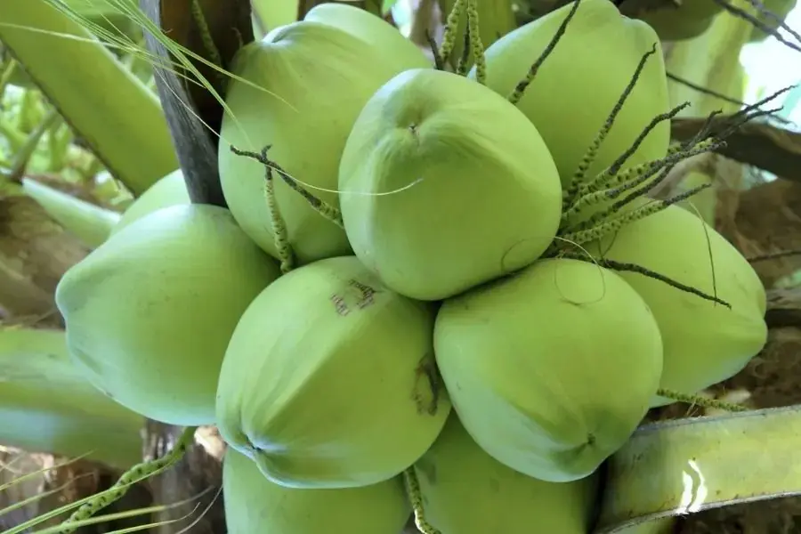 Quầy dừa xiêm