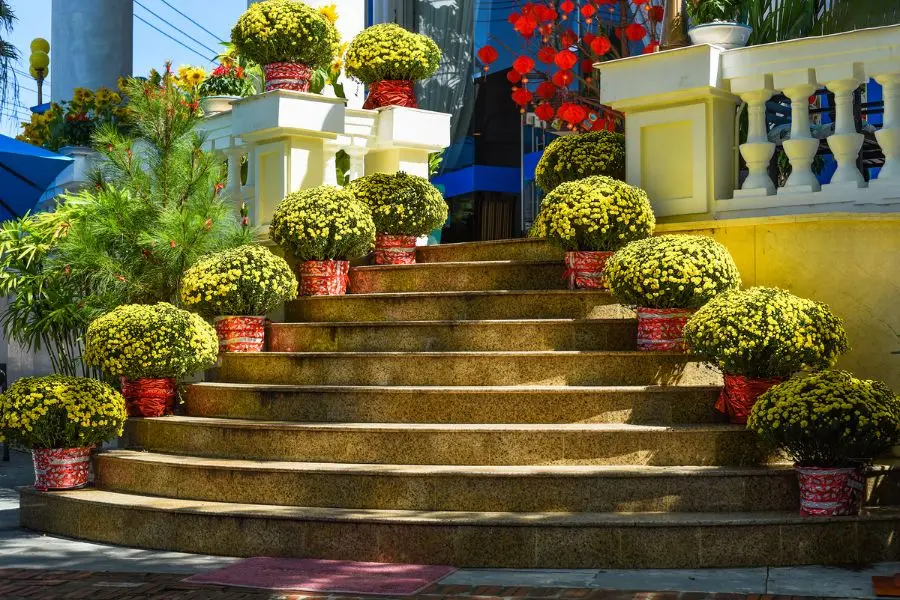 Hoa cúc là biểu tượng của phúc lộc, sự chung thuỷ, gắn bó keo sơn.