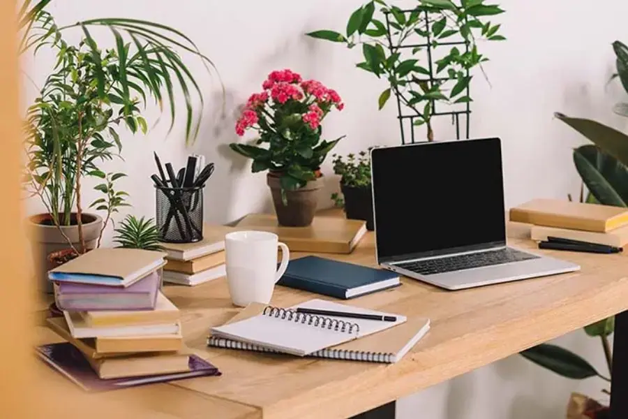 Đặt chậu hoa để bàn làm việc tại nơi có ánh nắng nhẹ
