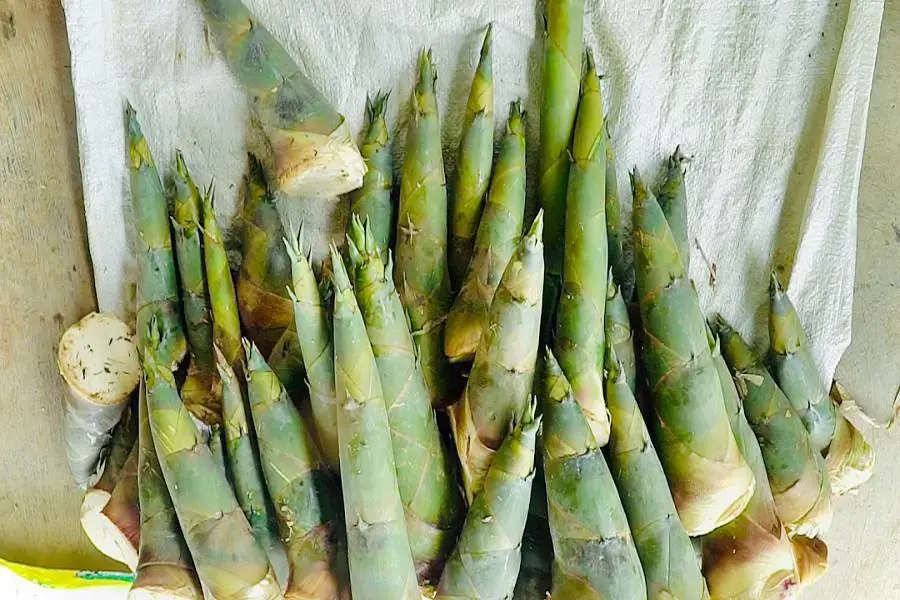 Cách chọn măng tươi ngon (1)