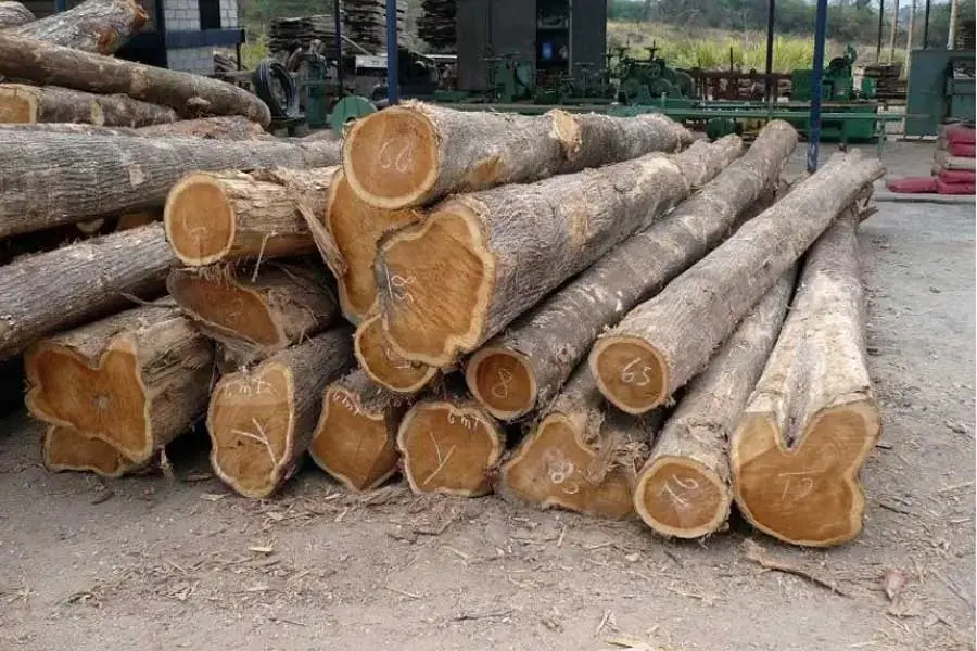 Màu gỗ Xoan Đào đẹp, sáng nên được ứng dụng nhiều vào thi công nội thất
