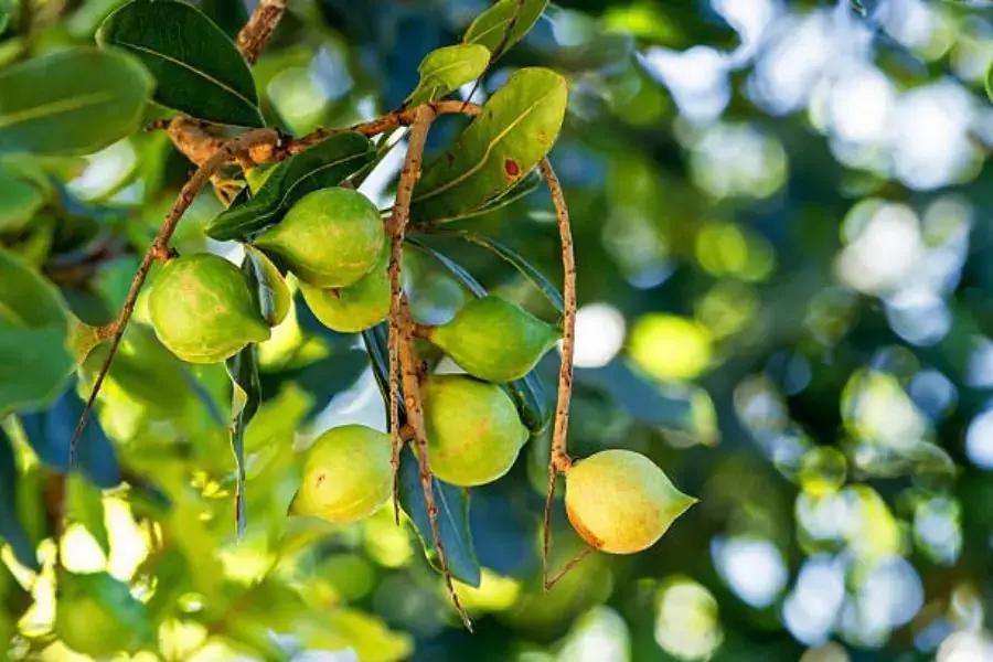 Hạt macca khi còn trên cây