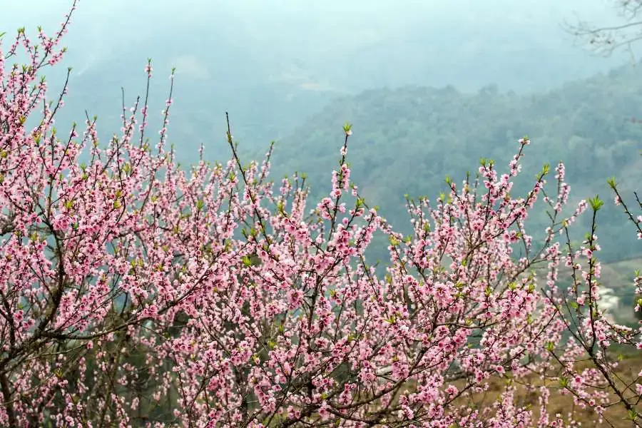 Cây đào là loài cây ưa sáng nên cần được trồng ngoài trời.