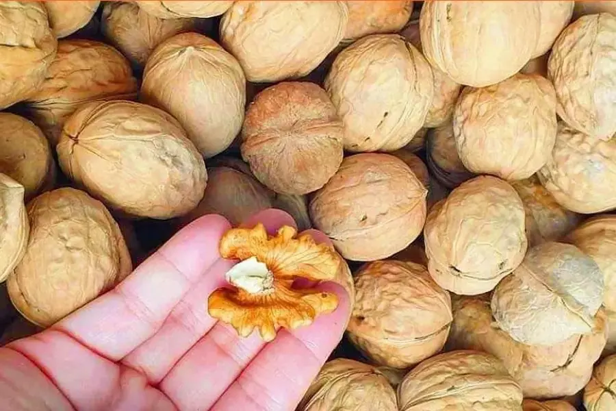Hạt óc chó Việt Nam