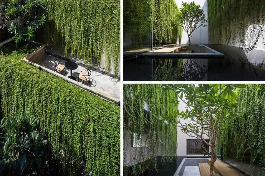 Công viên xanh Villa Tan Dinh được phủ xanh bởi hệ thống dây leo chằng chịt