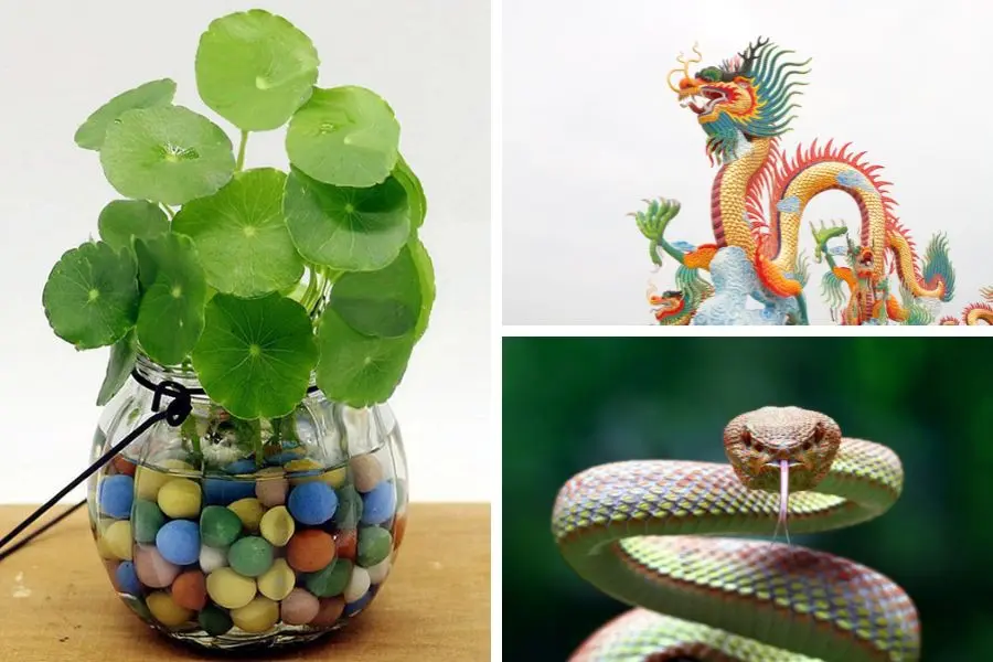 Cây cỏ đồng xu hợp tuổi gì: Hợp người tuổi Thìn, Tỵ.