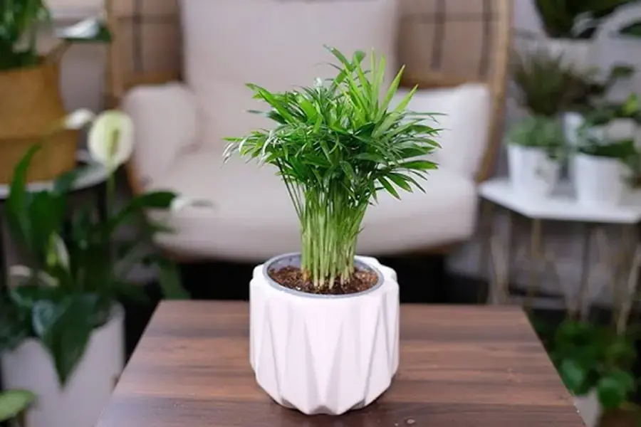 Cau Tiểu Trâm thường dùng làm cây trang trí để bàn.