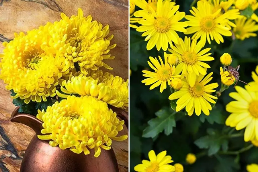 Màu vàng của hoa cúc cũng tượng trưng cho tiền tài, phúc lộc, may mắn.
