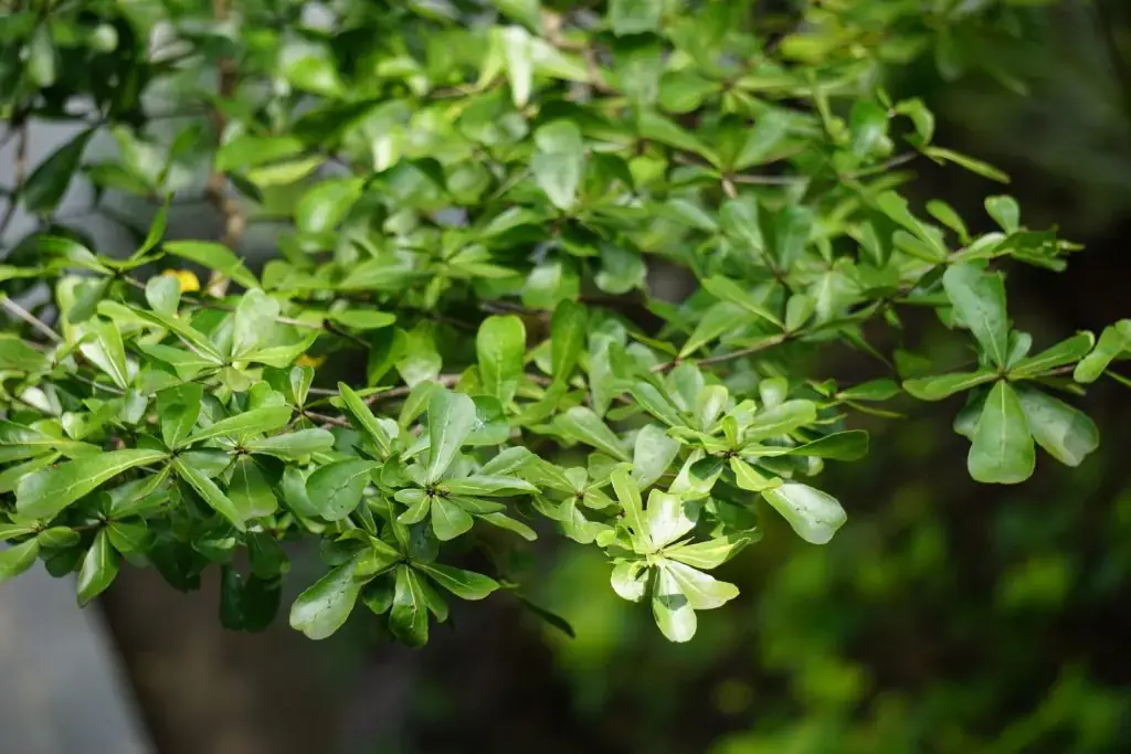 Cây bàng với lá nhỏ tạo không gian xanh tươi mát.
