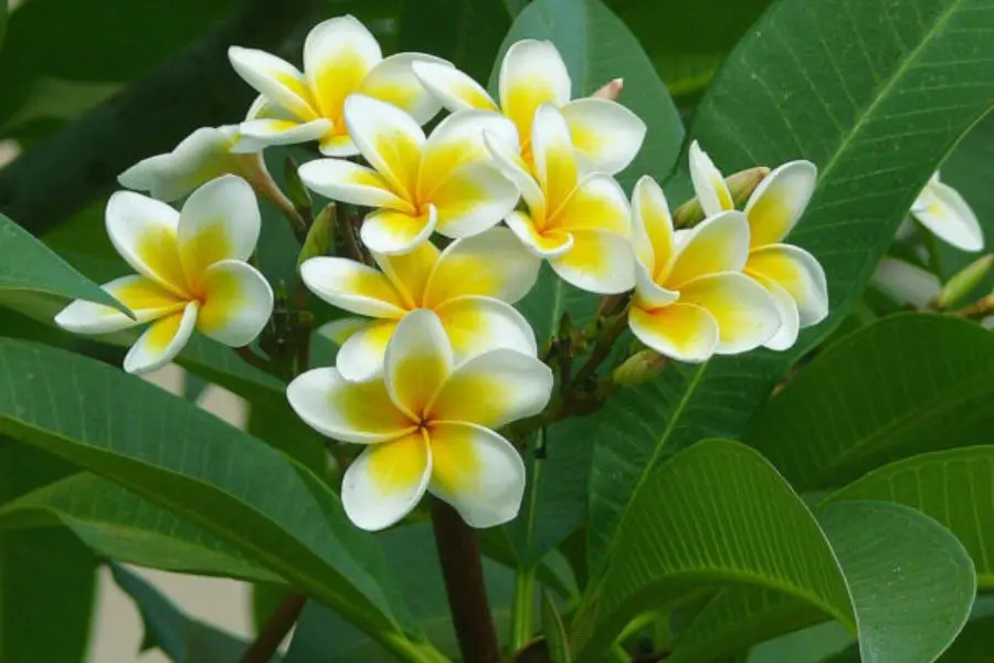 Hoa sứ thường có màu hồng đỏ hoặc màu vàng trắng.