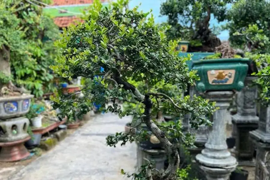 Hình ảnh cây Hải Châu lá nhỏ, thế cây mảnh mai, duyên dáng.