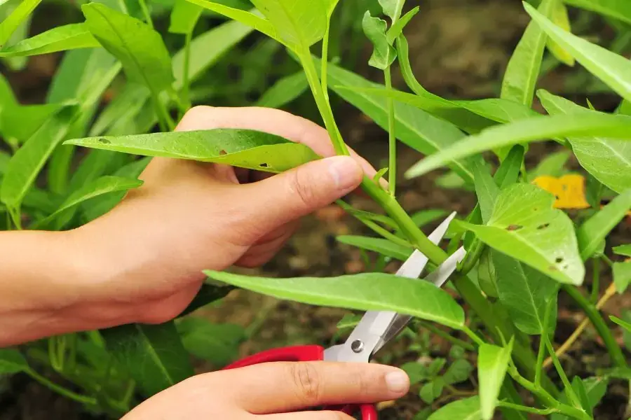 Có thể thu hoạch rau muống sau khoảng 4 - 6 tuần trồng