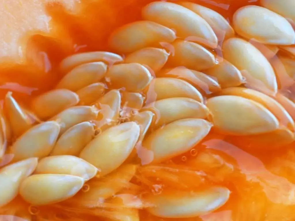hạt dưa lưới