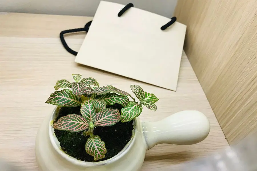 Cây Cẩm Nhung có khả năng hỗ trợ trong việc chữa trị bệnh trầm cảm.
