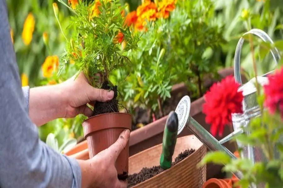 Loại bỏ phần đất cũ khỏi rễ cây