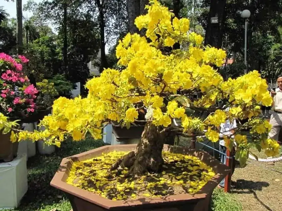 Cây mai đẹp thì rẽ sẽ không nằm quá nhiều trên mặt đất.