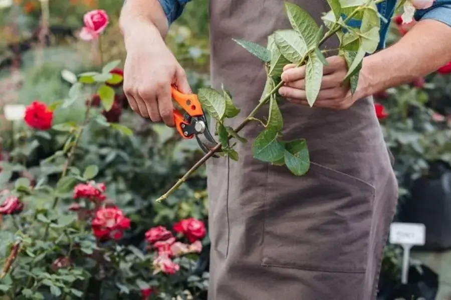 Chăm sóc và quan sát cây hồng sau khi chiết thường xuyên để cây phát triển mạnh và khỏe.