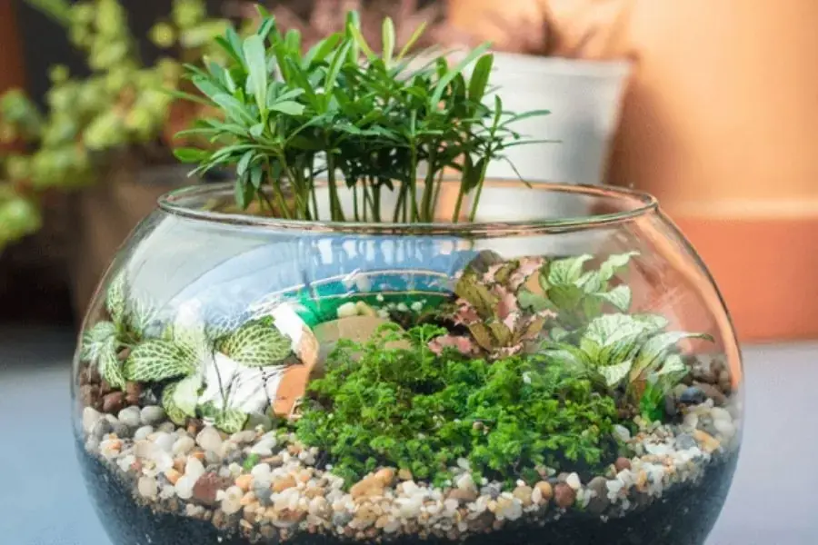 Bể cá thủy sinh mini