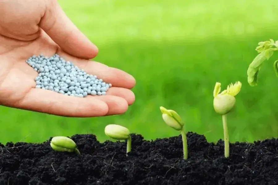 Bón bổ sung phân cho cúc trong từng thời kỳ phát triển.