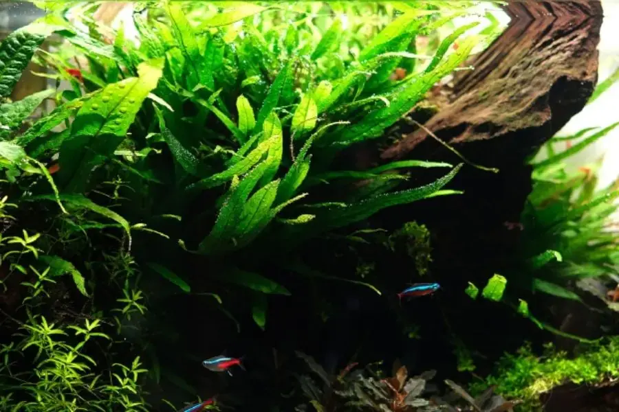 Cây dương sỉ
