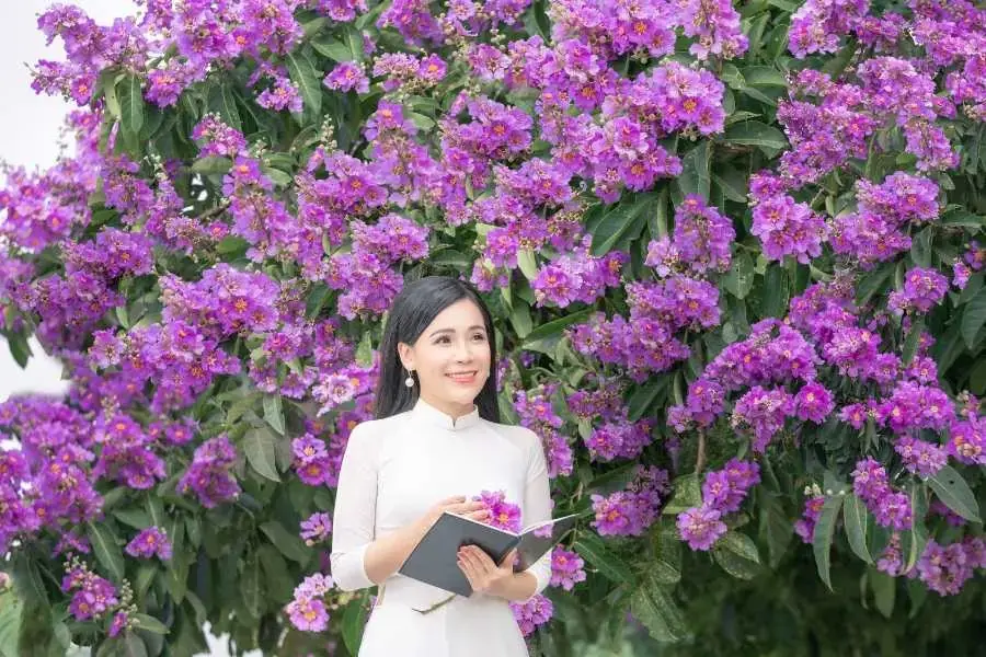 Bằng Lăng nở rộ hoa vào mùa hè hằng năm.