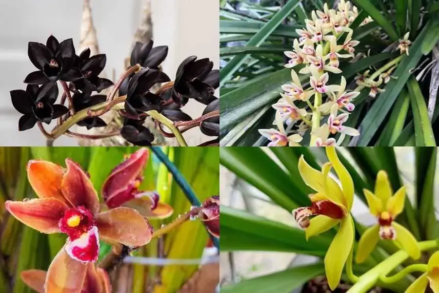 Mỗi màu sắc của lan kiếm sẽ chứa đựng 1 ý nghĩa khác nhau.