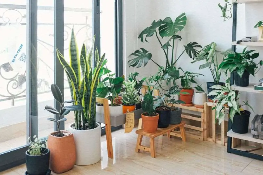 Chọn lựa loại cây trồng phù hợp với diện tích, phong cách quán cafe.