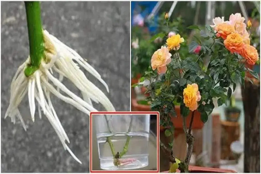 Kỹ thuật giâm cành hồng trong nước