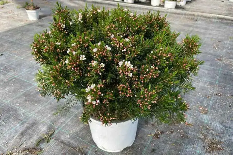 Chậu thanh liễu trắng chuẩn bị đơm hoa kết nụ.