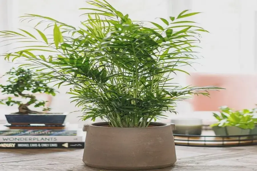 Cây tre may mắn mang đến phong thủy cho gia chủ