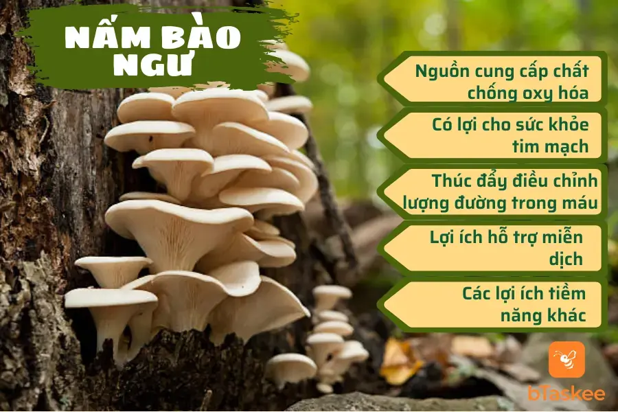 Các công dụng của nấm bào ngư