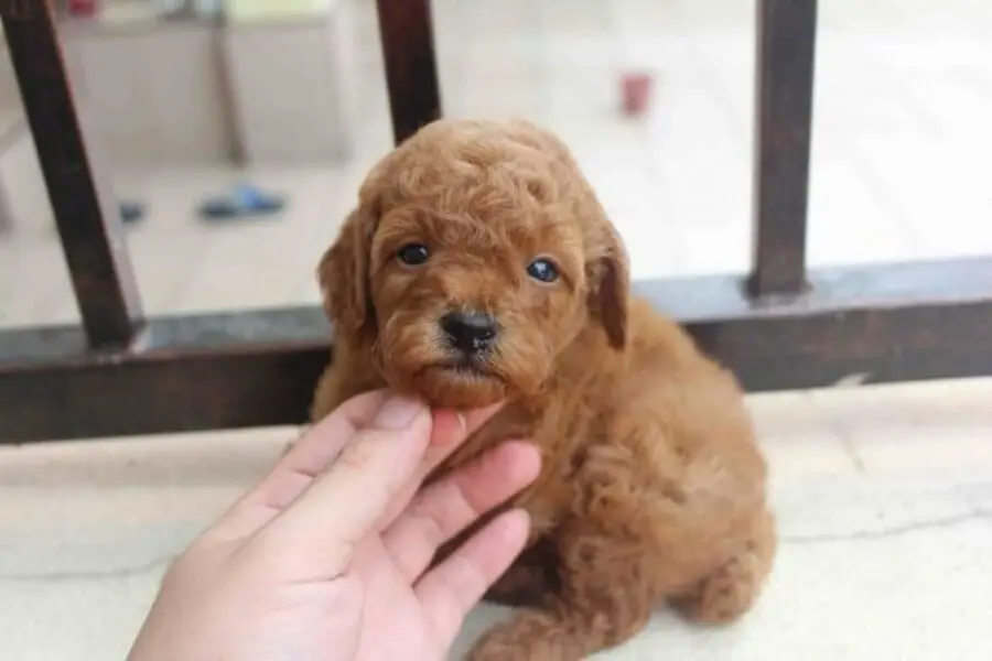 Cách chăm sóc Poodle 2 tháng tuổi đúng cách tại nhà bạn nên biết.