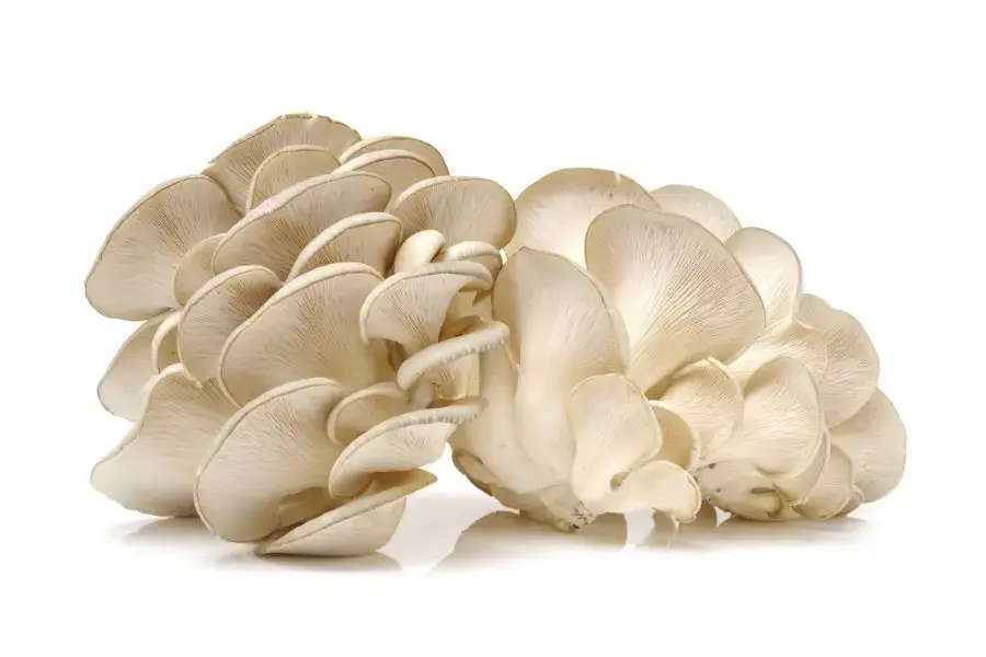 Nấm bào ngư - Nấm sò