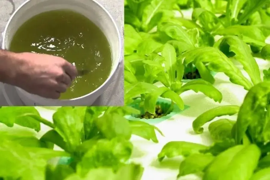 Xử lý nước trồng rau