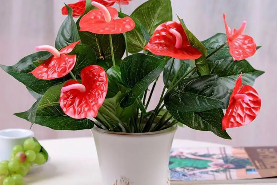 Hồng môn tượng trưng cho may mắn, tài lộc và tình cảm thủy chung.