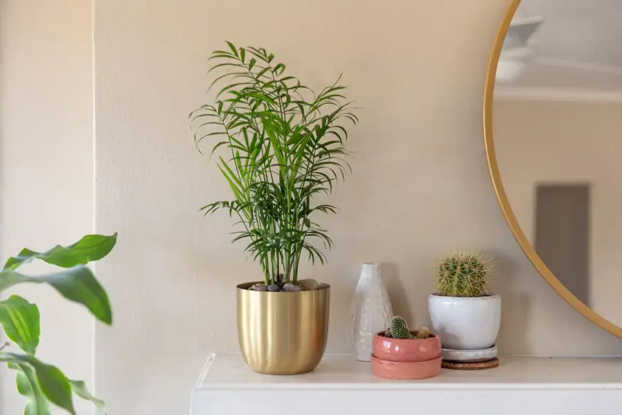 Cau cảnh là loài cây có giá trị thẩm mỹ cao.